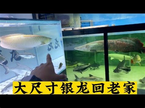 銀帶好養嗎|【銀帶怎麼養】銀帶飼育指南：拒絕活餌，從入門到精通